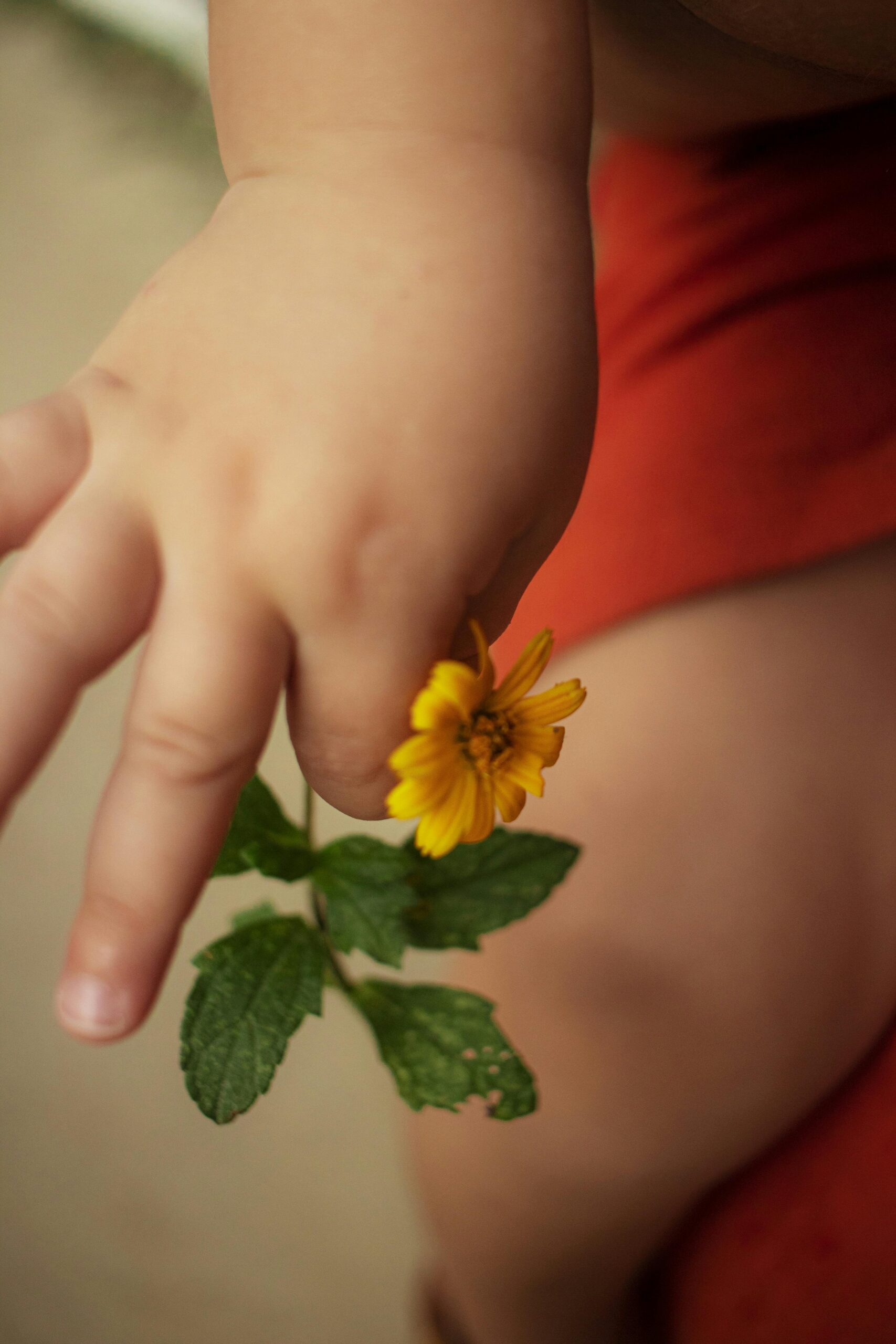 Eine Kinderhand hält eine Blume.